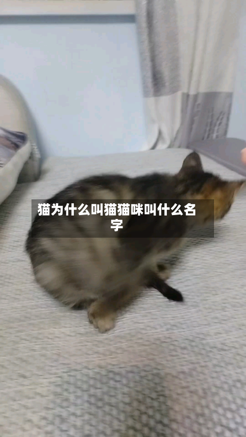 猫为什么叫猫猫咪叫什么名字