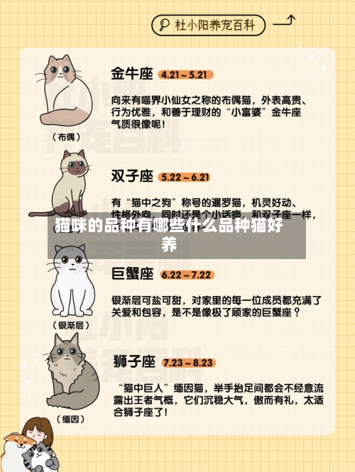 猫咪的品种有哪些什么品种猫好养